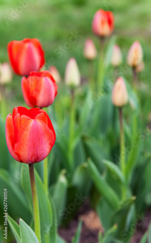 Red spring tulips in formal garden