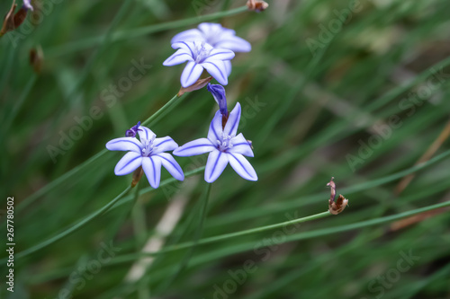 Blue Aphyllanthes Flowers in Bloom in Springtime photo