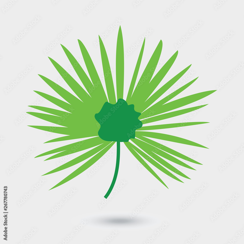 Vector leaf of palm tree isolated on white background. Green tropical tree leaf, element for design of brochure, poster, web, ad