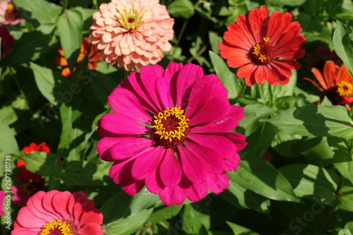 Close shot of magenta colored flower head of zinnia