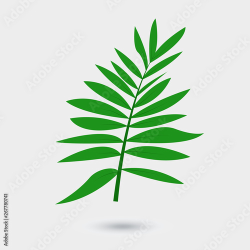 Vector leaf of palm tree isolated on white background. Green tropical tree leaf, element for design of brochure, poster, web, ad