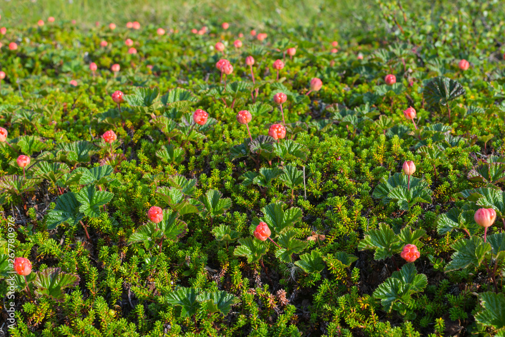Fotografie Glade with berries cloudberry.The view from the top .
