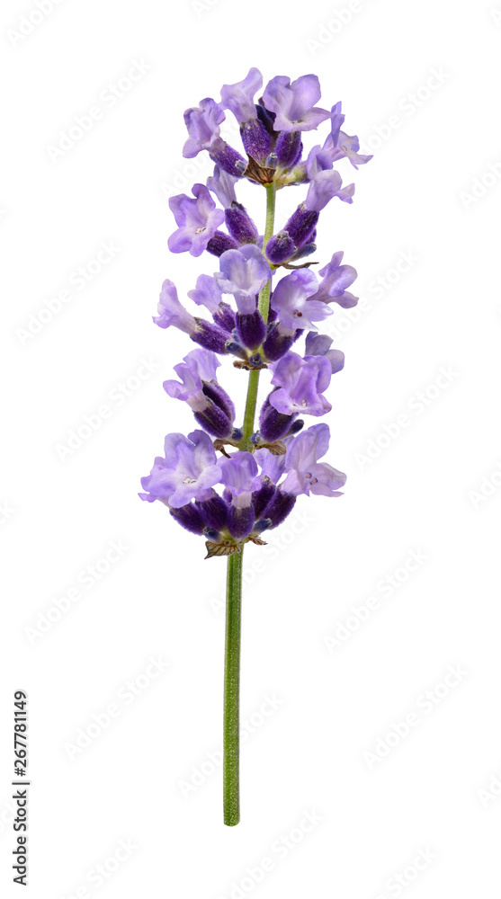 Obraz premium Lavendel