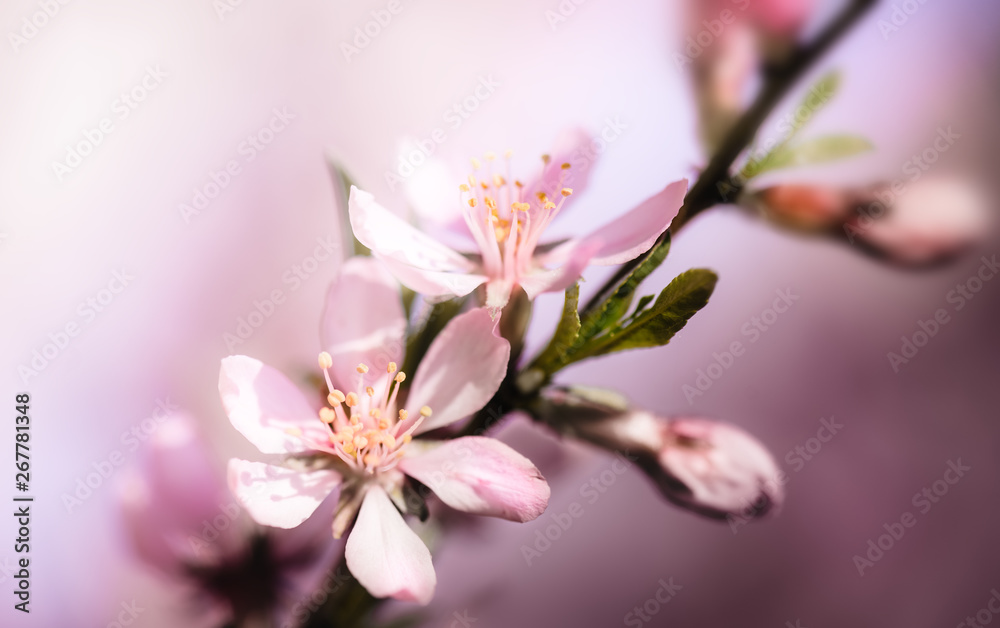 Blossoming almond tree close-up background Blossoming almond tree close-up background