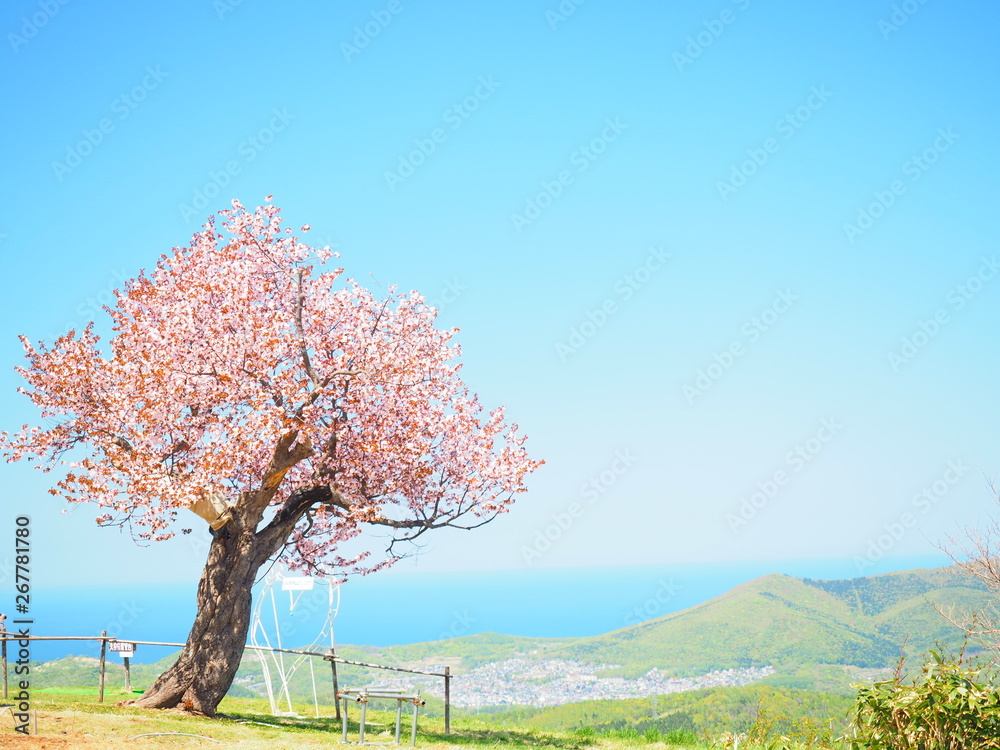 小樽天狗山 天狗桜