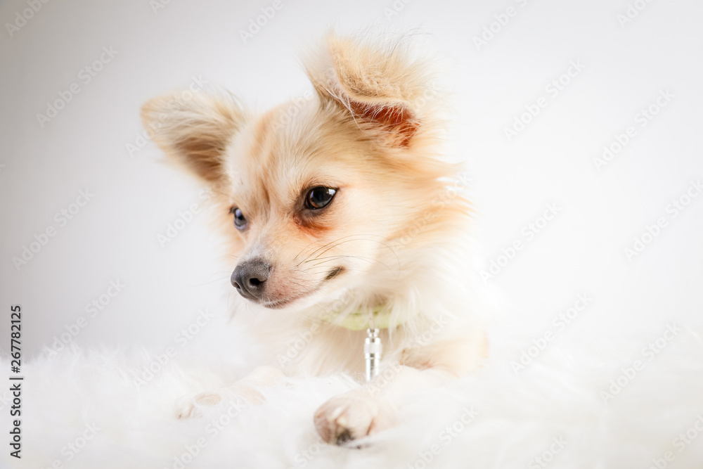 Chihuahua, animal de compagnie, animal, beige, chiot, joli Chihuahua, animal de compagnie, animal, beige, chiot, joli