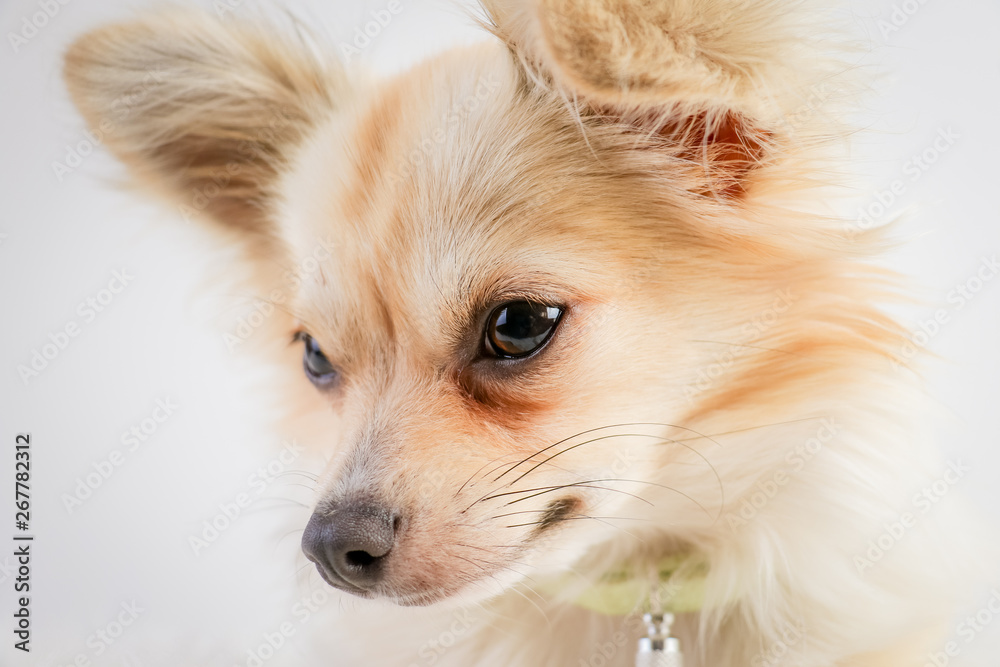 Chihuahua, animal de compagnie, animal, beige, chiot, joli Chihuahua, animal de compagnie, animal, beige, chiot, joli