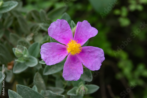Grey Leaved Rock Rose in Bloom in Springtime