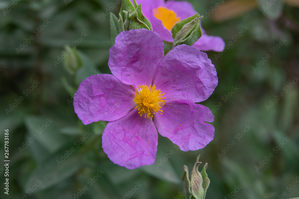 Grey Leaved Rock Rose in Bloom in Springtime Grey Leaved Rock Rose in Bloom in Springtime