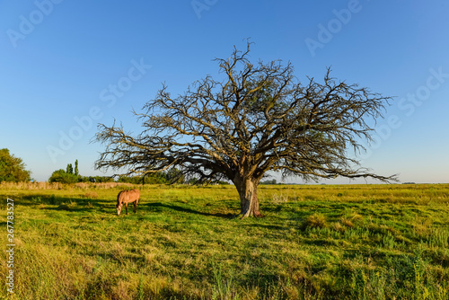 Horse and lonely tree in Pampas landscape