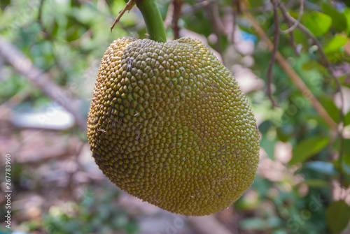 jackfruit  jackfruit from Thailand  big jackfruit