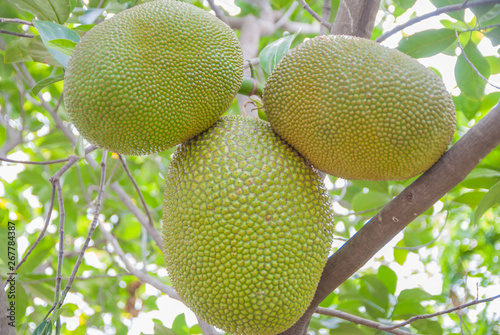 jackfruit  jackfruit from Thailand  big jackfruit