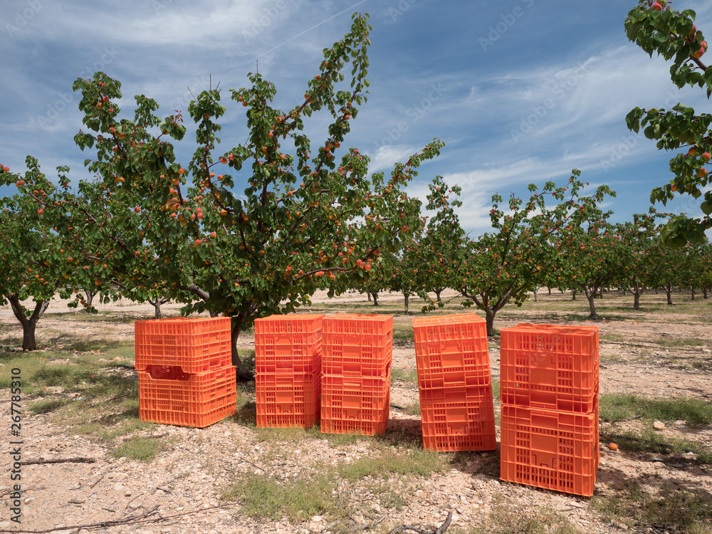 crates are set ready to be filled once peaches are harvested from the