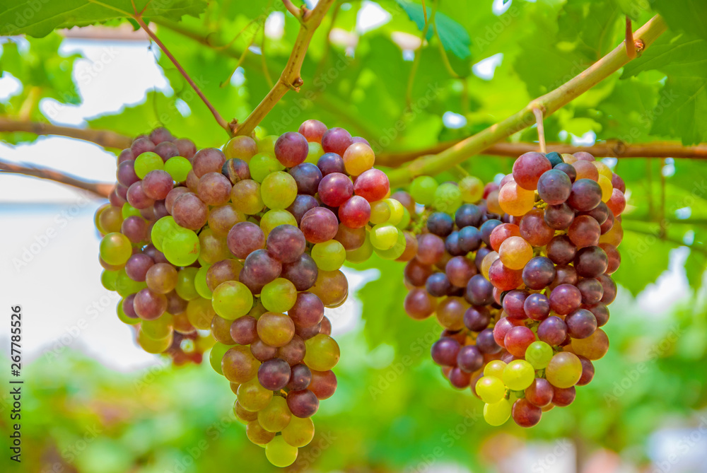 Black grapes, Black grapes from Thailand country