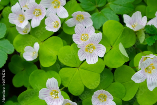 white flowers of oxalis on a background of leaves close up