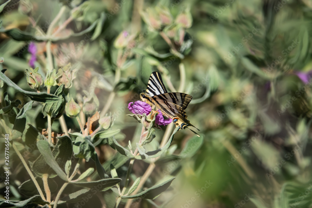 Southern Swallowtail Butterfly on Grey Leaved Rock Rose in Springtime