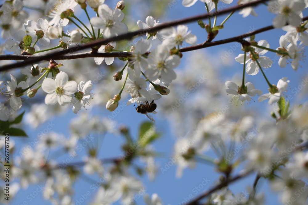 flowers of a tree in spring flowers of a tree in spring