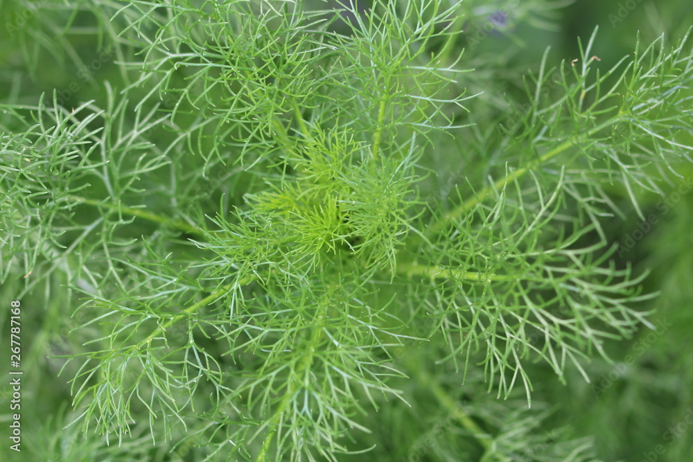 plants plants
