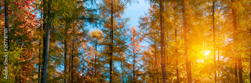 Banner 3 1. Autumn treetops in fall forest. Sky and sunlight through the autumn tree branches. Autumn background. Copy space. Soft focus