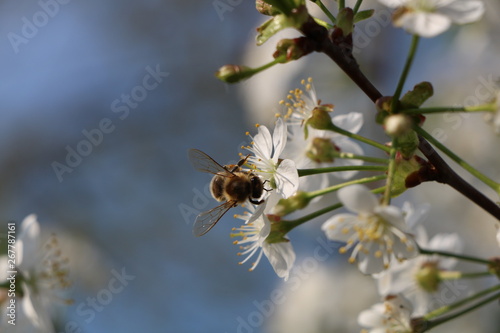 bee on a flower © Svetlana