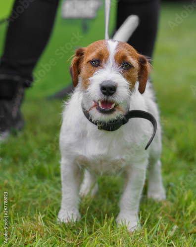 Portrait of Jack russell terrier on a green background