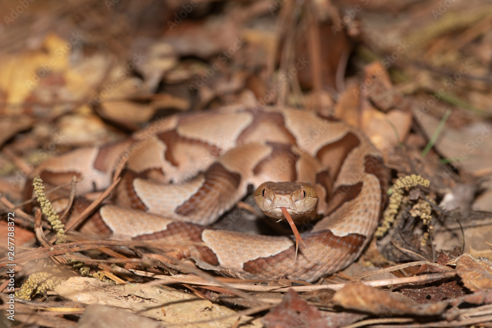 Southern Copperhead on the North Carolina Coast Southern Copperhead on the North Carolina Coast
