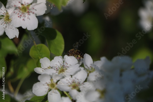bee on a flower © Svetlana