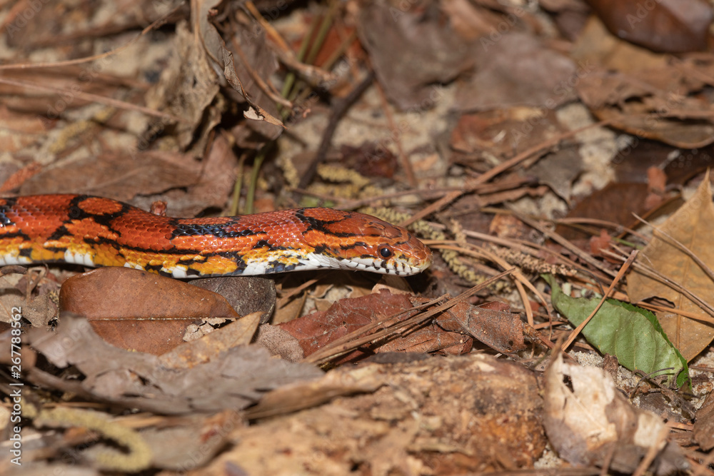 Fototapeta premium Corn Snake on the North Carolina Coast