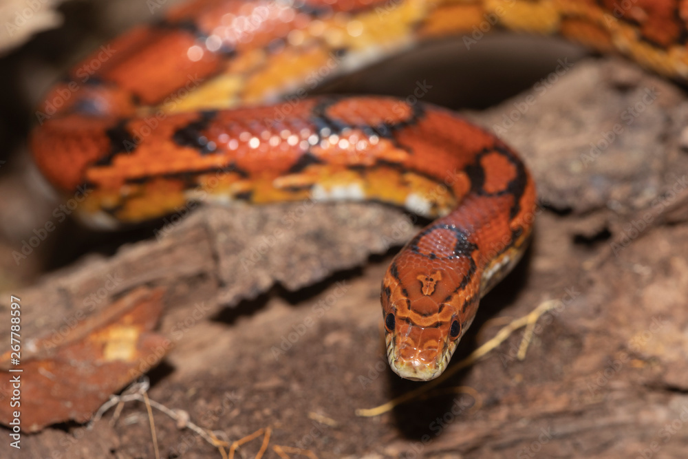 Fototapeta premium Corn Snake on the North Carolina Coast