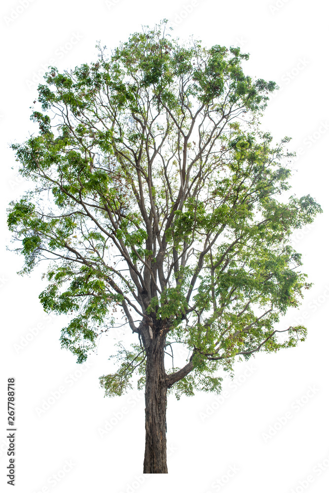 Obraz premium The green sacred tree is completely separated from the white background. Scientific name Pterocarpus macrocarpus
