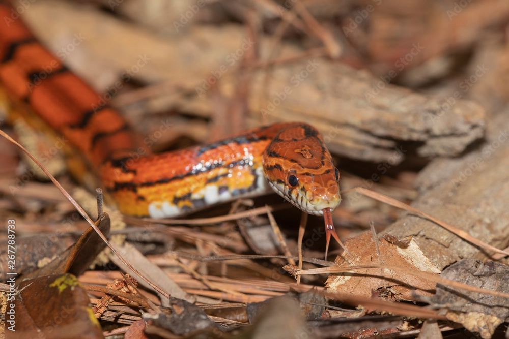 Fototapeta premium Corn Snake on the North Carolina Coast