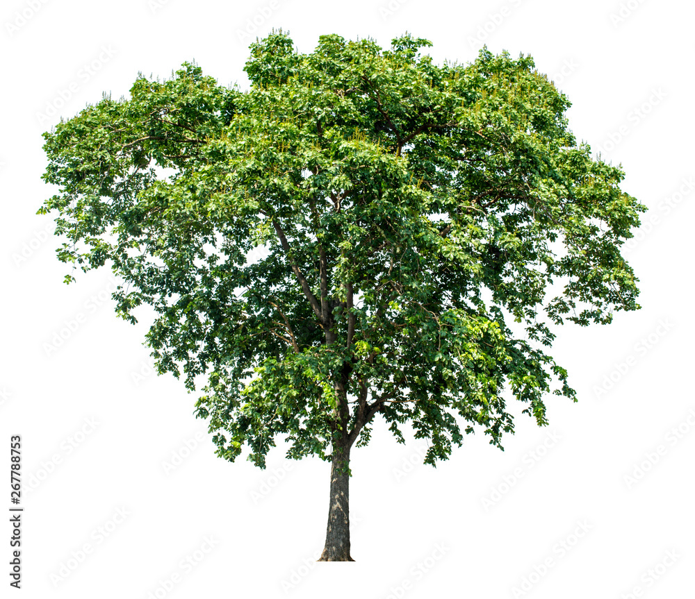 The green sacred tree is completely separated from the white background. Scientific name Pterocarpus macrocarpus The green sacred tree is completely separated from the white background. Scientific name Pterocarpus macrocarpus