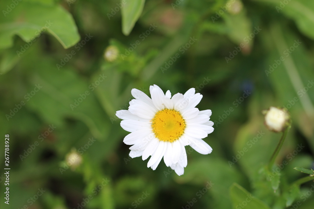 Blume Blume