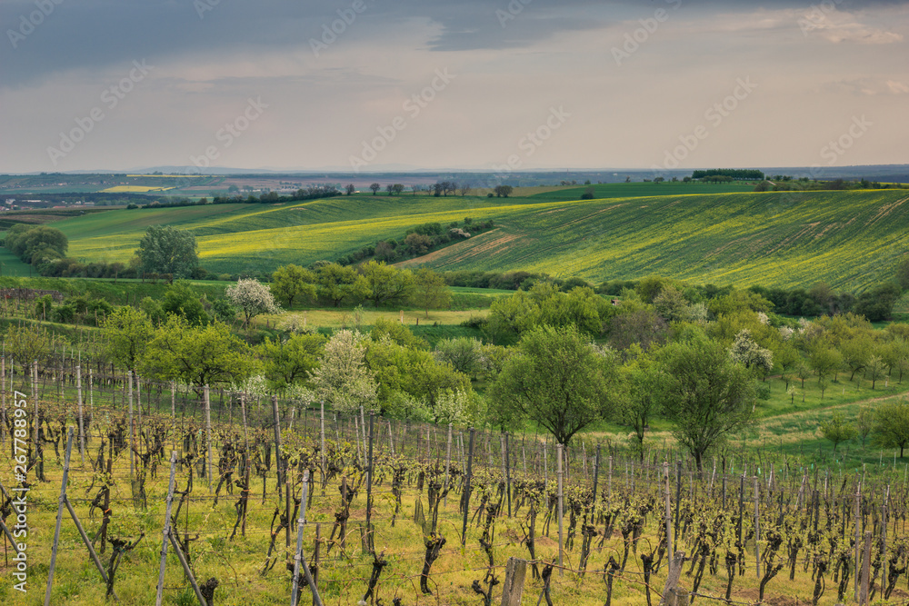 Moravian fields at spring near Svatoborice village, Hodonin, Czech Republic