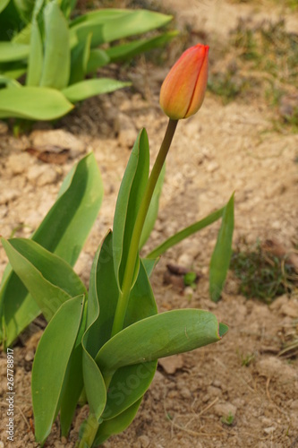 Pojedynczy czerwony tulipan w pąku
