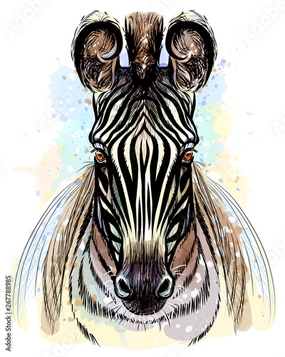 Sketchy color portrait of zebra on a white background with splashes of watercolor.