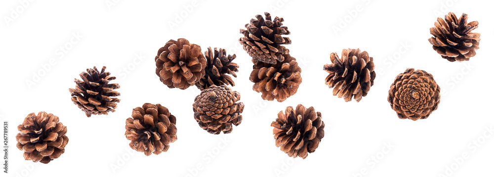Falling pinecones isolated on white background with clipping path - obrazy, fototapety, plakaty 