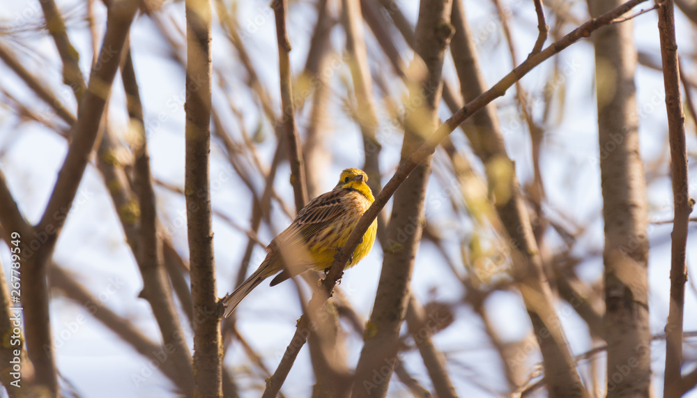 Yellow bird sitting on the branches in the spring Yellow bird sitting on the branches in the spring