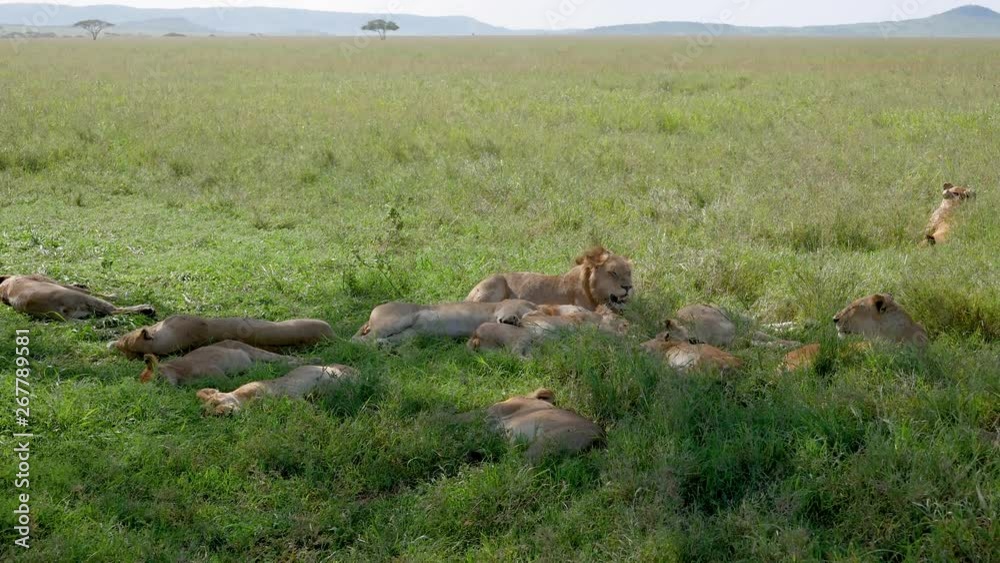 Pride Of African Wild Lions Lying And Resting In Shade Of Bushes To Escape Heat Pride Of African Wild Lions Lying And Resting In Shade Of Bushes To Escape Heat