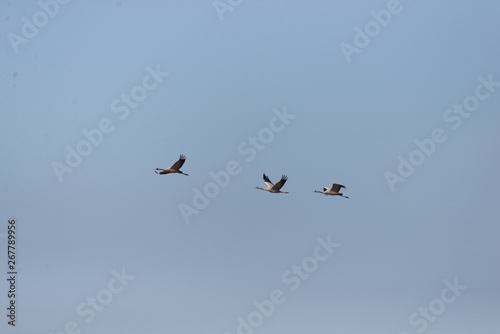 Cranes in flight on a spring day