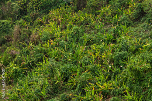 top view Nature dark green leaf of Banana Garden background.