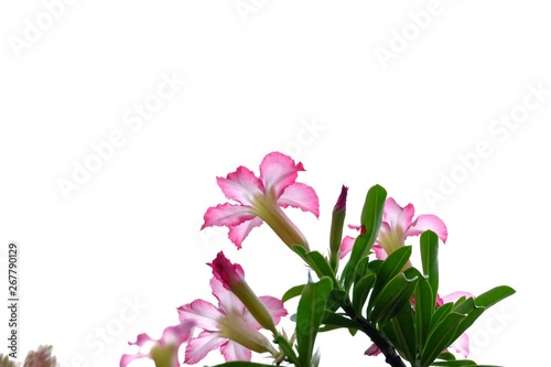 Wallpaper Mural Sweet pink adenium flower blossom with green leaves on white isolated background  Torontodigital.ca