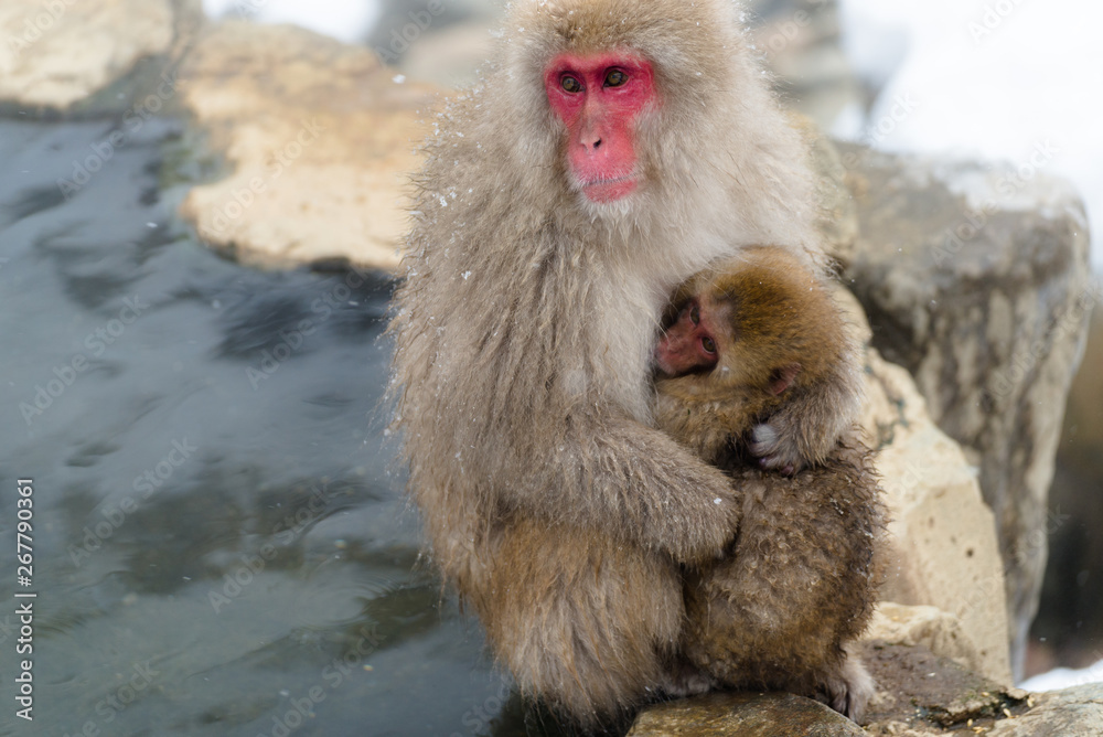 Naklejka premium at SNOW MONKEY RESORTS