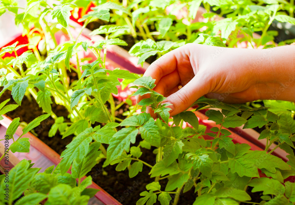 Growing and planting tomatoes with their own hands. Tomato seedlings Growing and planting tomatoes with their own hands. Tomato seedlings