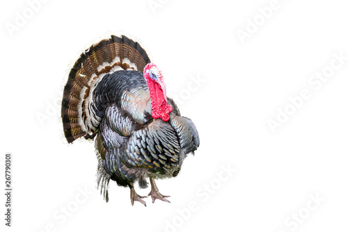 Turkey bird isolated on white background