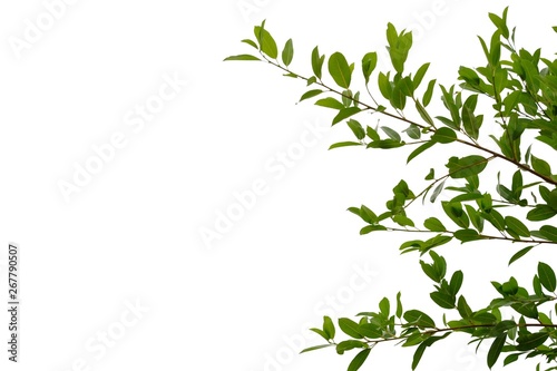 Top view tropical tree leaves with branches on white isolated background for green foliage backdrop 