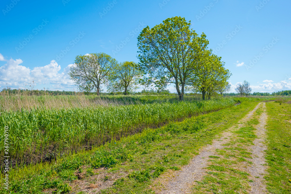 Trees along a field below a blue sky in sunlight in spring Trees along a field below a blue sky in sunlight in spring