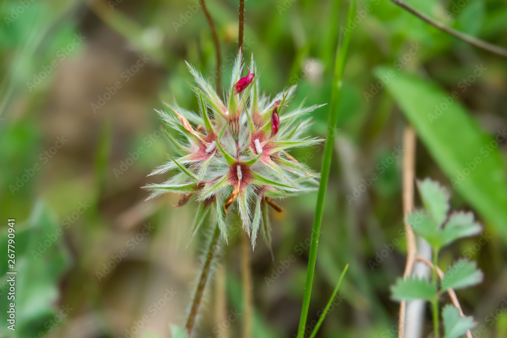 Star Clover Calyces in Springtime Star Clover Calyces in Springtime