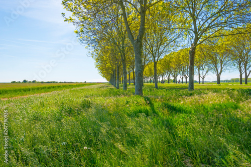 Trees along a field below a blue sky in sunlight in spring