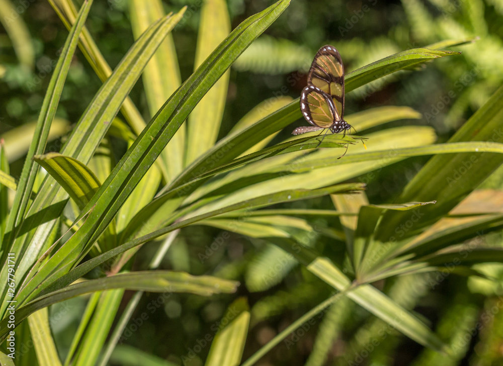 Butterfly Butterfly